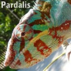 Pardalis