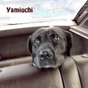 Yamiuchi