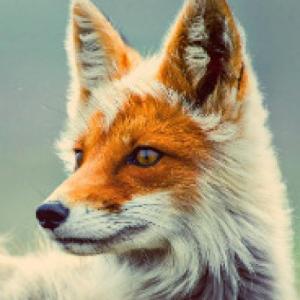 WilyFox