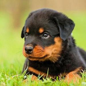 Rotty