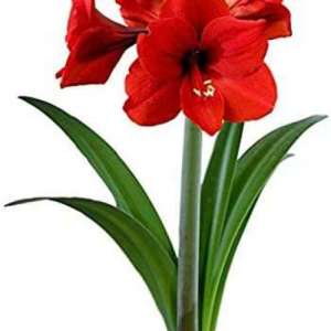 djamaryllis