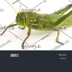 originalgrasshopper